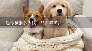 迷你狨猴多少钱一只在哪买?