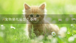 宠物猫托运怎么办理