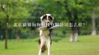 北京猫猫狗狗科技有限公司怎么样？