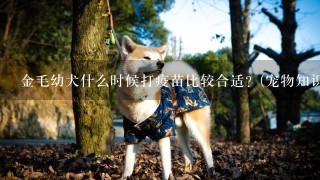 金毛幼犬什么时候打疫苗比较合适？(宠物知识大全)