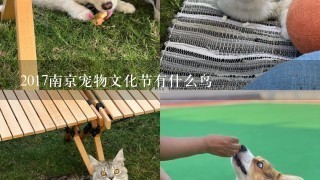 2017南京宠物文化节有什么鸟