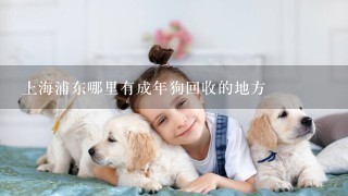上海浦东哪里有成年狗回收的地方