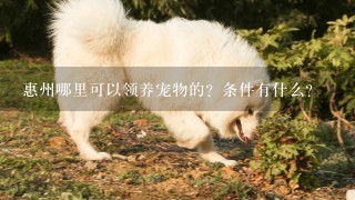 惠州哪里可以领养宠物的？条件有什么？