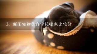 襄阳宠物美容学校哪家比较好