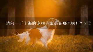 请问一下上海的宠物一条街在哪里啊！？？？或者是批发市场！！？？？就是卖狗狗的衣服狗粮之类的吖？