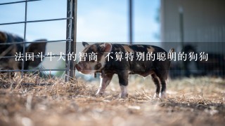 法国斗牛犬的智商 不算特别的聪明的狗狗