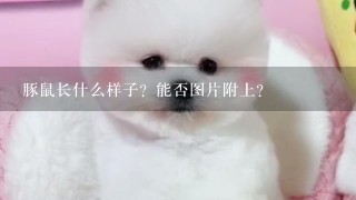 豚鼠长什么样子？能否图片附上？