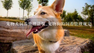 宠物犬饲养管理法规_宠物狗的饲养管理规定