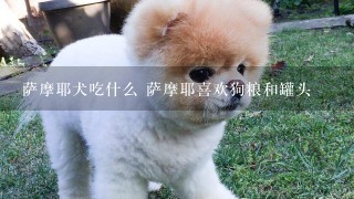 萨摩耶犬吃什么 萨摩耶喜欢狗粮和罐头