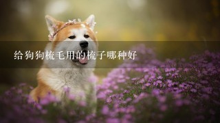 给狗狗梳毛用的梳子哪种好