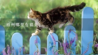 梧州哪里有猫卖？