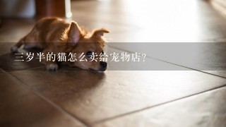 三岁半的猫怎么卖给宠物店？