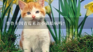 普鲁卡因青霉素治小猫眼病吗？