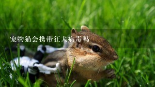 宠物猫会携带狂犬病毒吗