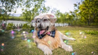 现在广州哪里有领养猫狗的