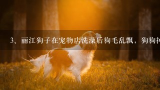 丽江狗子在宠物店洗澡后狗毛乱飘，狗狗掉毛的时候该