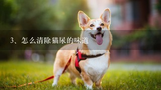 怎么清除猫尿的味道