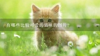 有哪些比较可爱的猫咪的图片？