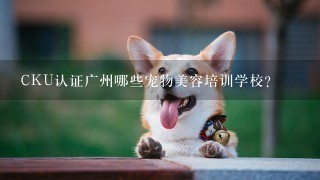 CKU认证广州哪些宠物美容培训学校?