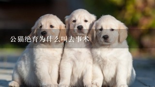 公猫绝育为什么叫去事术