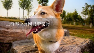 上海哪个公园能带宠物