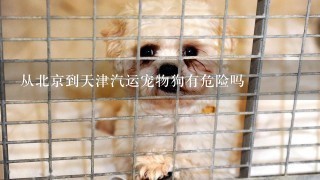 从北京到天津汽运宠物狗有危险吗