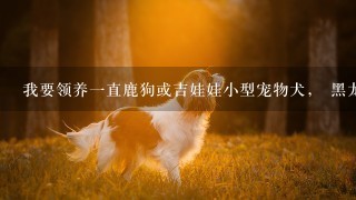 我要领养一直鹿狗或吉娃娃小型宠物犬， 黑龙江佳木