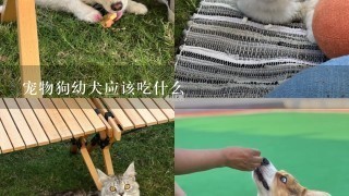 宠物狗幼犬应该吃什么