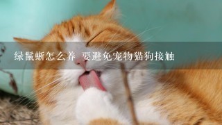 绿鬣蜥怎么养 要避免宠物猫狗接触