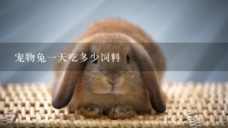 宠物兔一天吃多少饲料