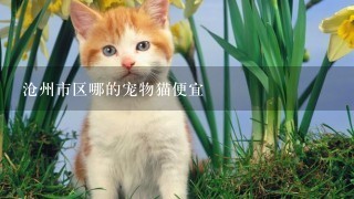 沧州市区哪的宠物猫便宜