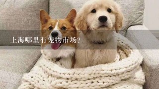 上海哪里有宠物市场？