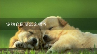 宠物仓鼠要怎么喂养