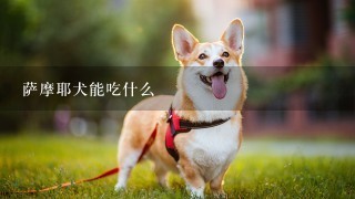 萨摩耶犬能吃什么