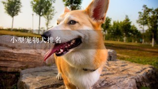 小型宠物犬排名