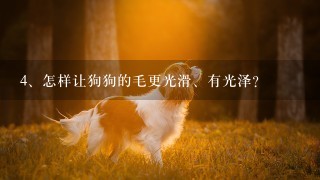 怎样让狗狗的毛更光滑、有光泽？