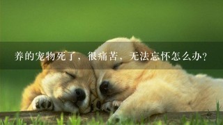 养的宠物死了，很痛苦，无法忘怀怎么办？