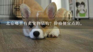 北京哪里有卖宠物猫的？价格便宜点的。