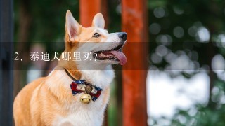 泰迪犬哪里买？