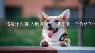 这是什么猫 大概多少钱。我想要一个价格2000到3000左右的宠物猫，比较可爱萌的，有什么推荐吗