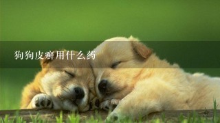 狗狗皮癣用什么药