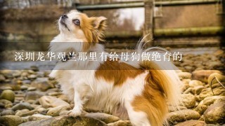 深圳龙华观兰那里有给母狗做绝育的