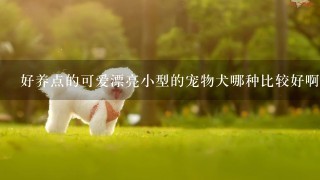 好养点的可爱漂亮小型的宠物犬哪种比较好啊？谁知道广州有什么比较大型的狗场，