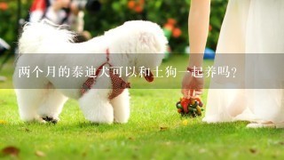 两个月的泰迪犬可以和土狗一起养吗？