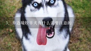 养边境牧羊犬有什么需要注意的