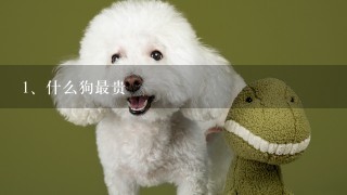 什么狗最贵