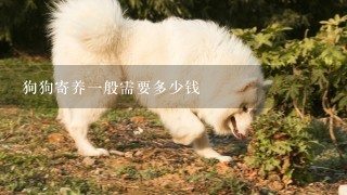 狗狗寄养一般需要多少钱