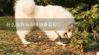 什么宠物狗市场销量最好？