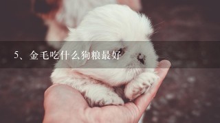 金毛吃什么狗粮最好