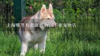 上海哪里有卖斑点狗。不要宠物店